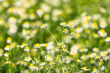Yazın çayırda papatya çayı.