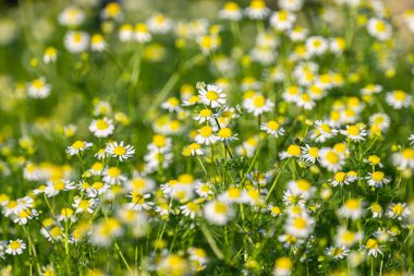 Yazın çayırda papatya çayı.