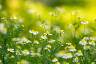 Yazın çayırda papatya çayı.