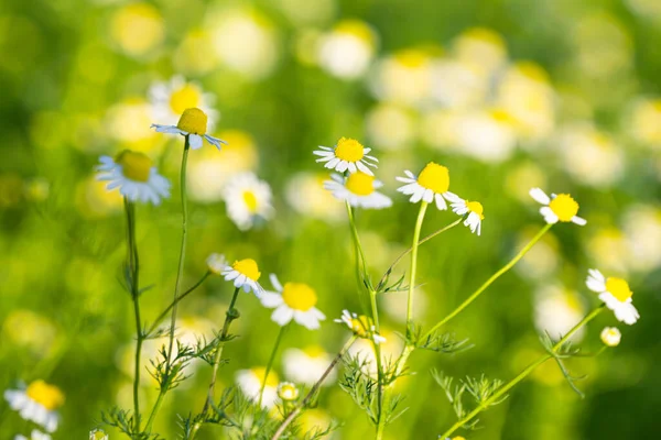 Yazın çayırda papatya çayı.