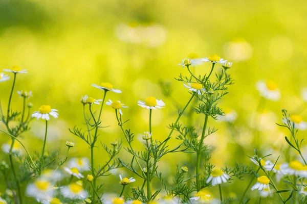 Yazın çayırda papatya çayı.