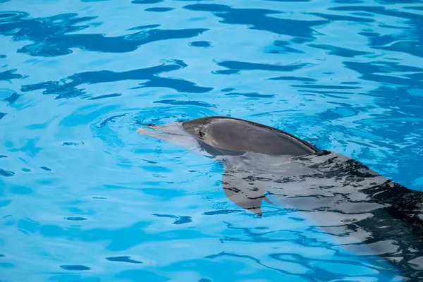 Delfin Schwimmt Auf Dem Wasser Stockbild