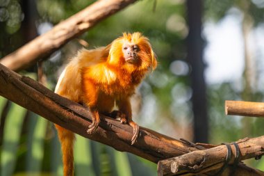 Parktaki Aslan Maymun Tamarin.