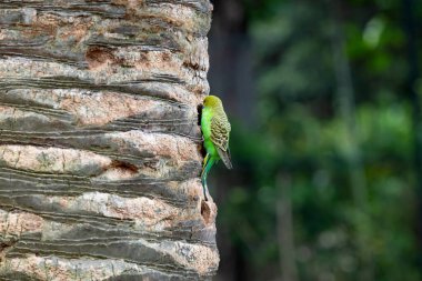 Tenerife adasında güzel papağanlar