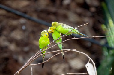 Tenerife adasında güzel papağanlar