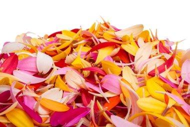 Renkli gerbera yapraklarının arkaplanı