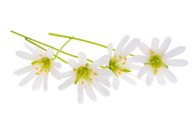 Beyaz Arkaplanda Yosun Çiçeği İzole Edildi