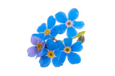 Beyaz arkaplanda izole edilmiş 