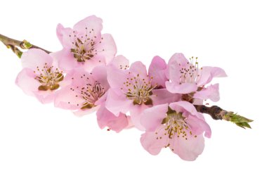 Beyaz arka plan üzerinde izole pembe sakura çiçekler