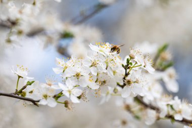 İlkbaharda kiraz çiçeği dalları