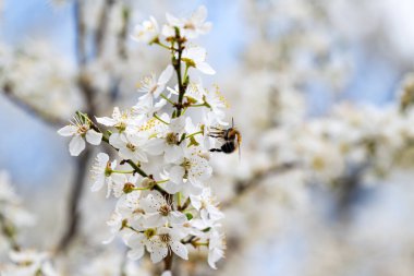 İlkbaharda kiraz çiçeği dalları