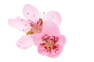 Beyaz arka plan üzerinde izole pembe sakura çiçekler