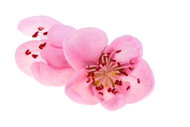 Beyaz arka plan üzerinde izole pembe sakura çiçekler