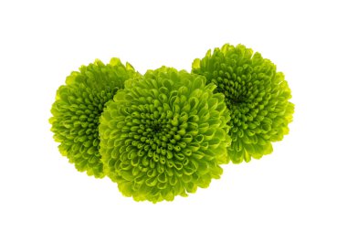 Kasımpatı beyaz arkaplanda izole edildi