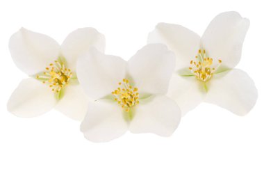 yasemin çiçeği beyaz arkaplanda izole edilmiş