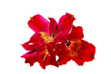 kırmızı alstroemeria beyaz arkaplanda izole edildi