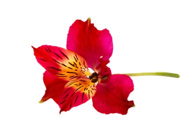kırmızı alstroemeria beyaz arkaplanda izole edildi