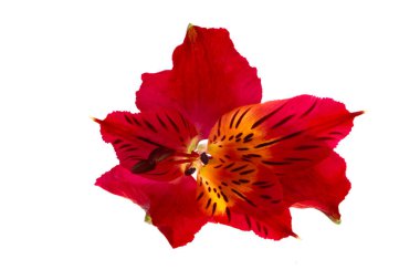 kırmızı alstroemeria beyaz arkaplanda izole edildi