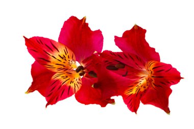 kırmızı alstroemeria beyaz arkaplanda izole edildi