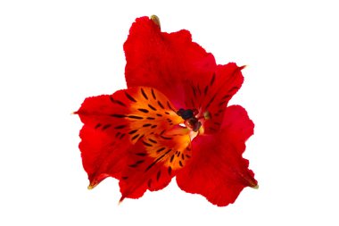 kırmızı alstroemeria beyaz arkaplanda izole edildi