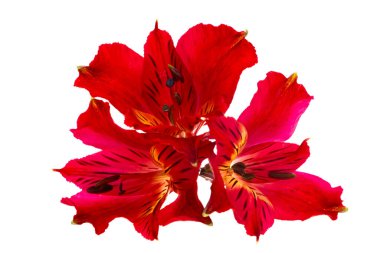 kırmızı alstroemeria beyaz arkaplanda izole edildi