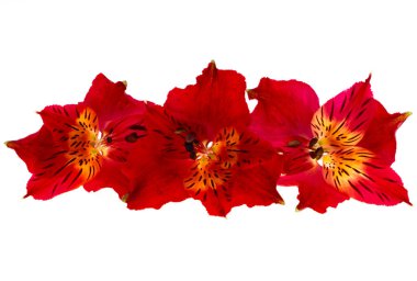 kırmızı alstroemeria beyaz arkaplanda izole edildi