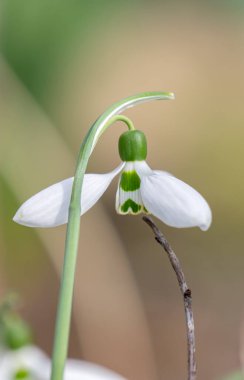 İlkbaharın başlarında kar damlaları açtı.