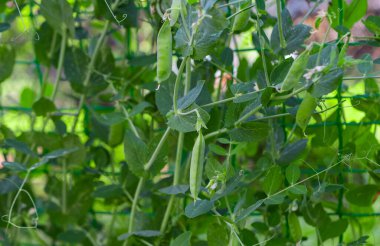 Çiftlikte büyüyen yeşil bezelyeler