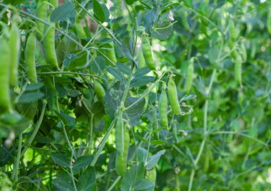 Çiftlikte büyüyen yeşil bezelyeler