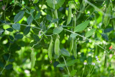 Çiftlikte büyüyen yeşil bezelyeler