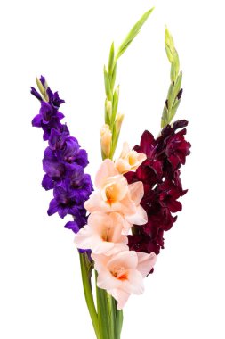 Beyaz arka plan üzerinde izole Glayöl çiçek