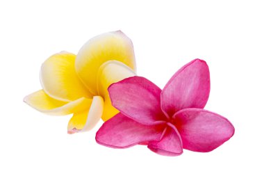 Beyaz arka plan üzerinde izole frangipani çiçekler