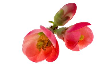 Beyaz arkaplanda izole edilmiş Çin ayva çiçekleri