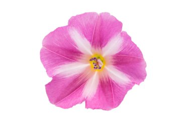 beyaz arkaplanda yosun çiçekleri izole