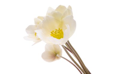 beyaz arkaplanda karadelik çiçekleri