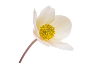 beyaz arkaplanda karadelik çiçekleri