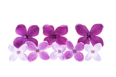 Beyaz arkaplanda yalıtılmış leylak çiçekleri