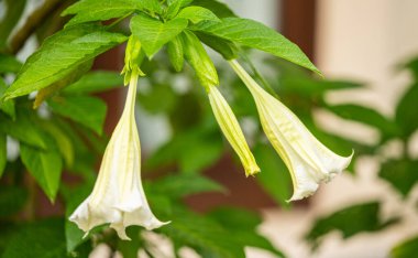 Çiçek tarhında çiçek açan brugmansia.