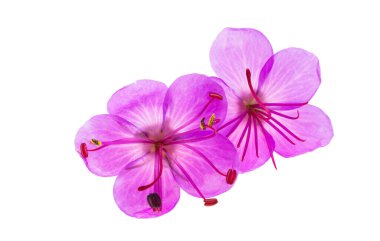 Beyaz arkaplanda izole edilmiş sardunya çiçeği