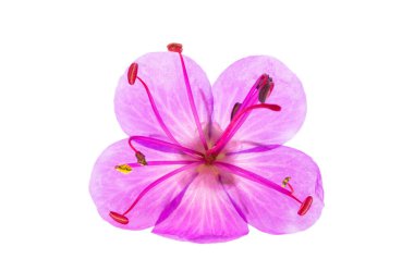 Beyaz arkaplanda izole edilmiş sardunya çiçeği