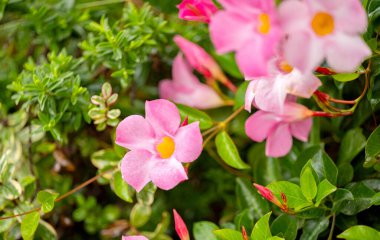 Çiçek tarhında açan mandevilla çiçekleri.