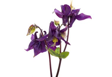 Aquilegia beyaz arkaplanda izole edildi