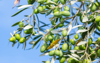 Bahçedeki zeytin ağaçları