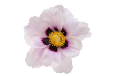 beyaz arkaplanda yalıtılmış şakayık çiçeği