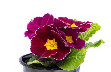 Beyaz arka plan üzerinde izole çuha çiçeği