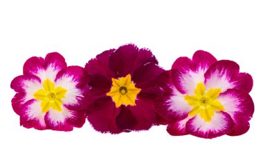 Beyaz arka plan üzerinde izole çuha çiçeği