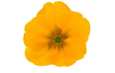 Beyaz arka plan üzerinde izole çuha çiçeği