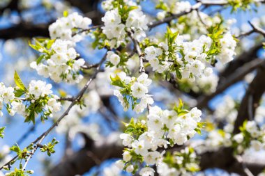 İlkbaharda açan kiraz çiçekleri