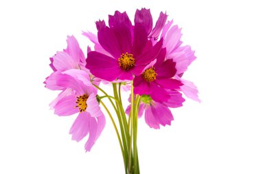 Beyaz arkaplanda izole edilmiş kozmos çiçeği