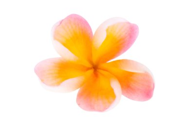 Frangipani beyaz arkaplanda izole edildi